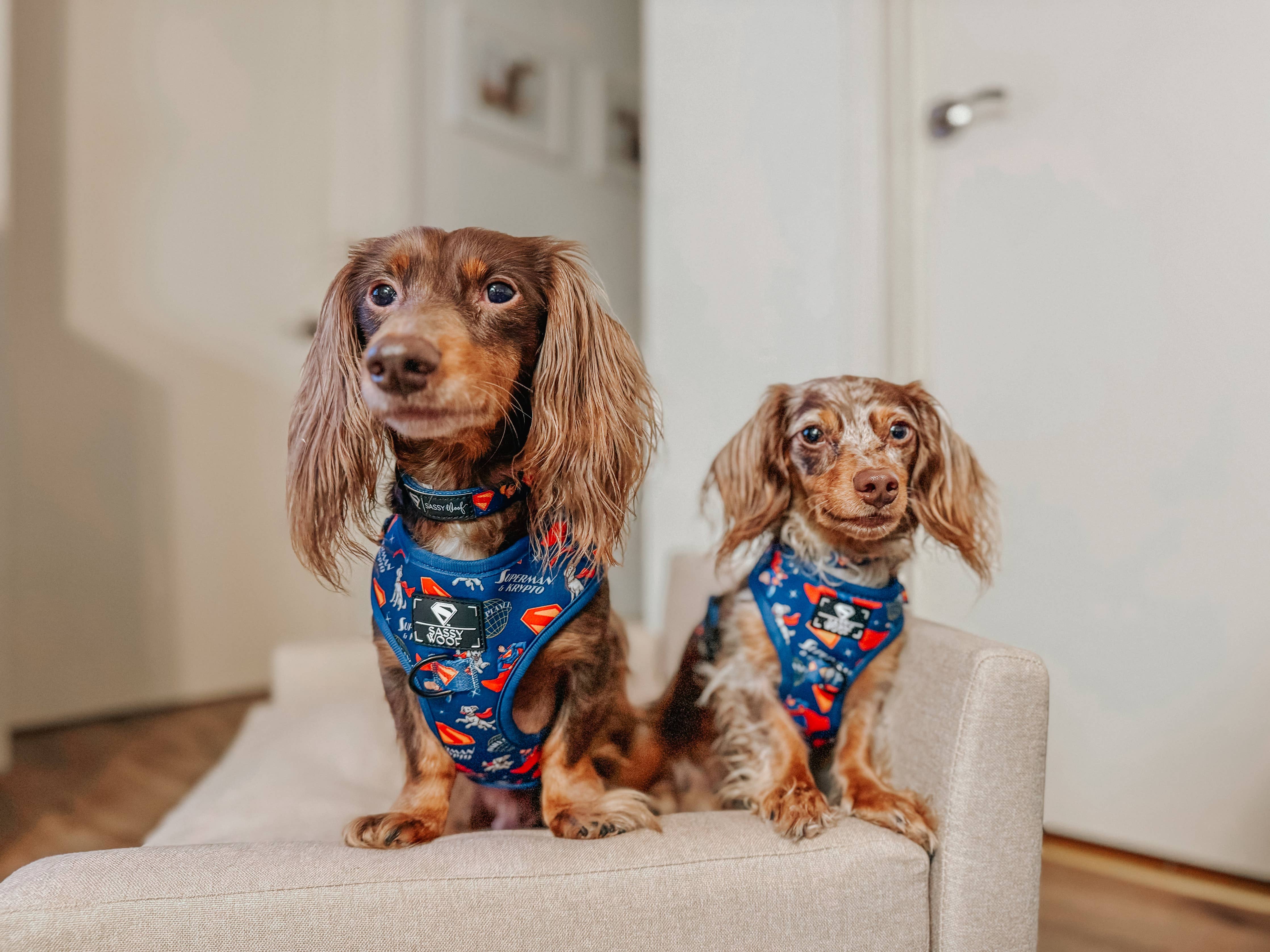 Dog Adjustable Harness - Superman™ & Krypto™