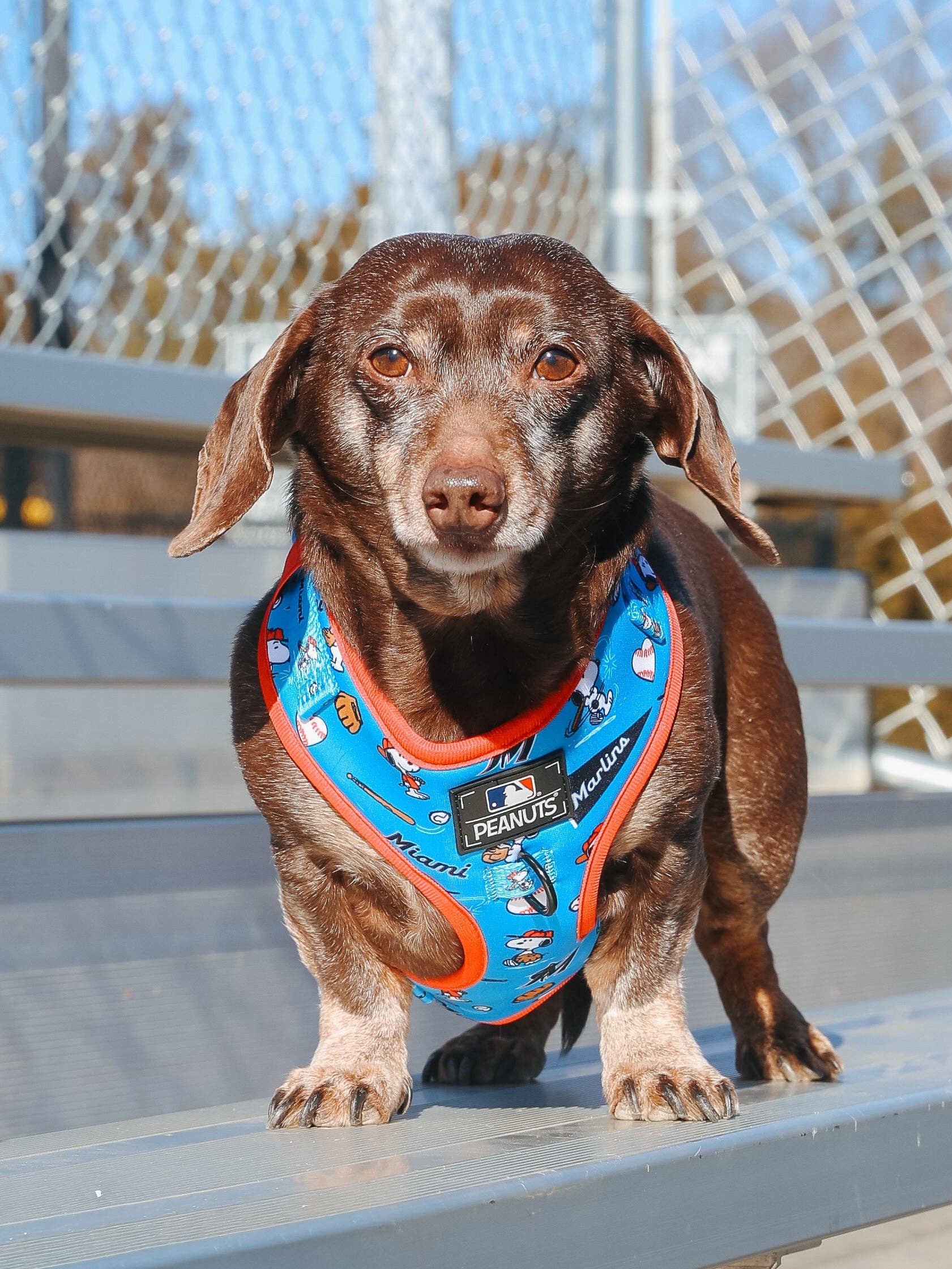 Dog Two Piece Bundle - MLB x Peanuts™ Miami Marlins™