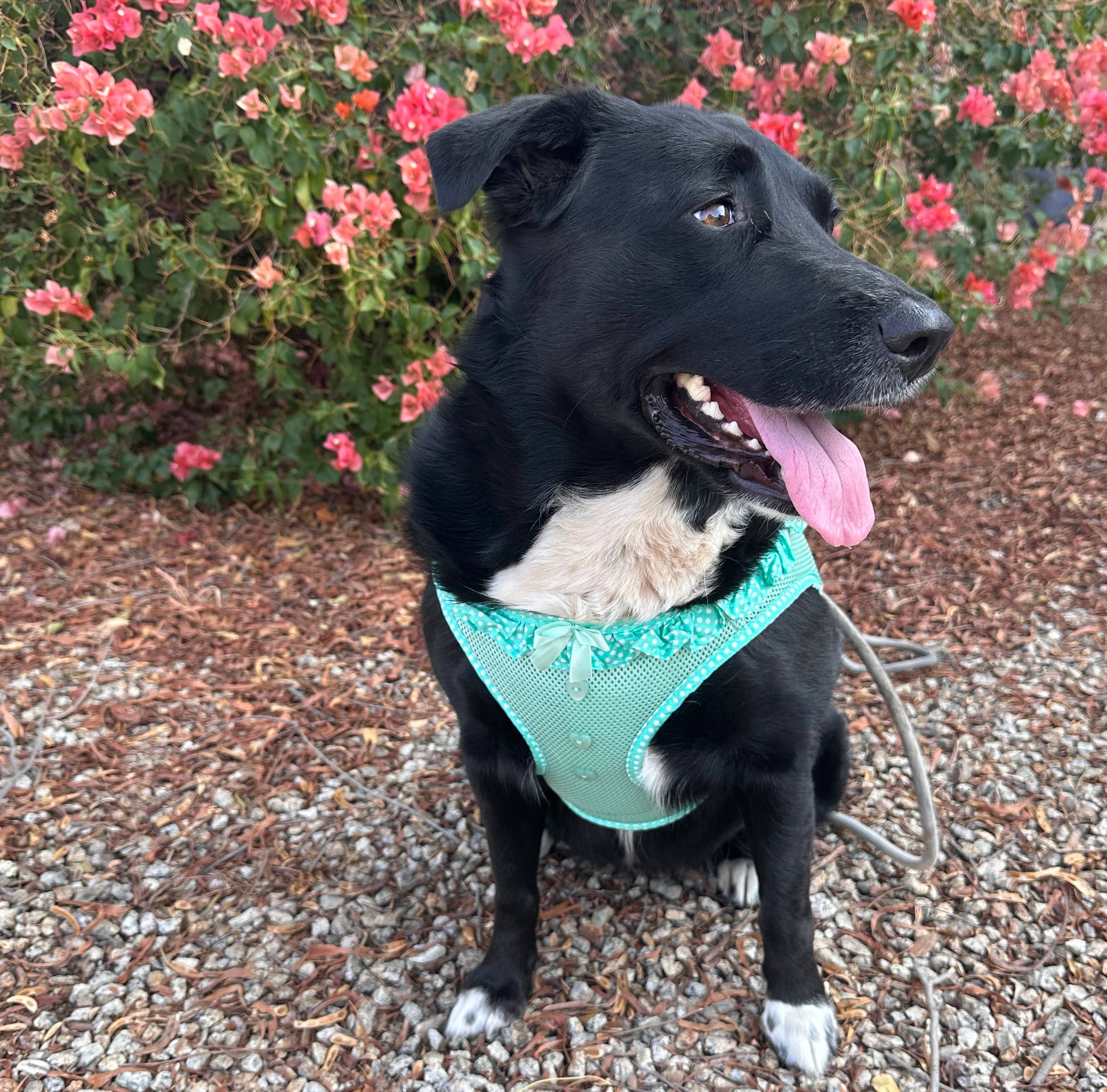 American River Polka Dot Dog Harness - Teal