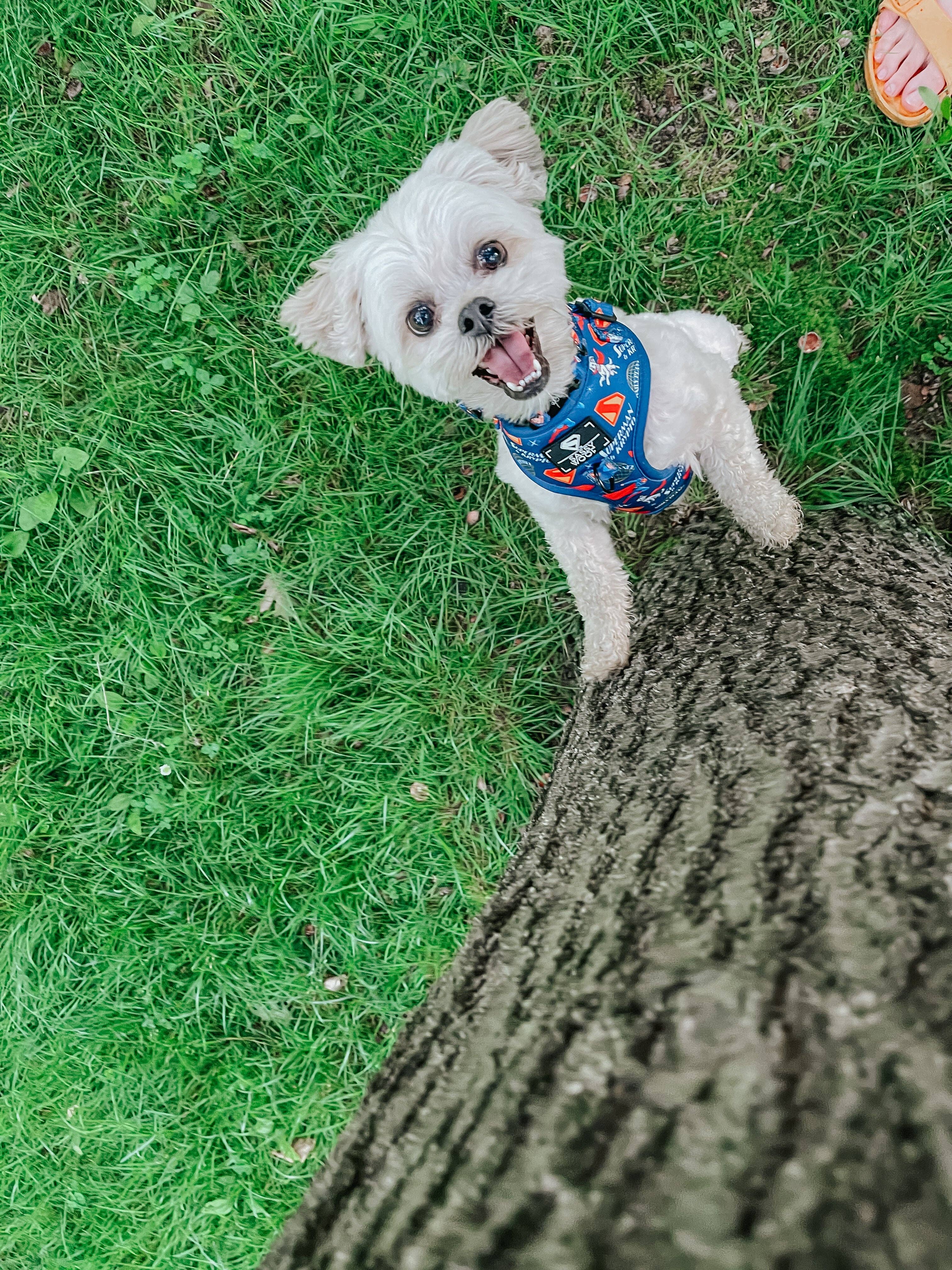 Dog Adjustable Harness - Superman™ & Krypto™