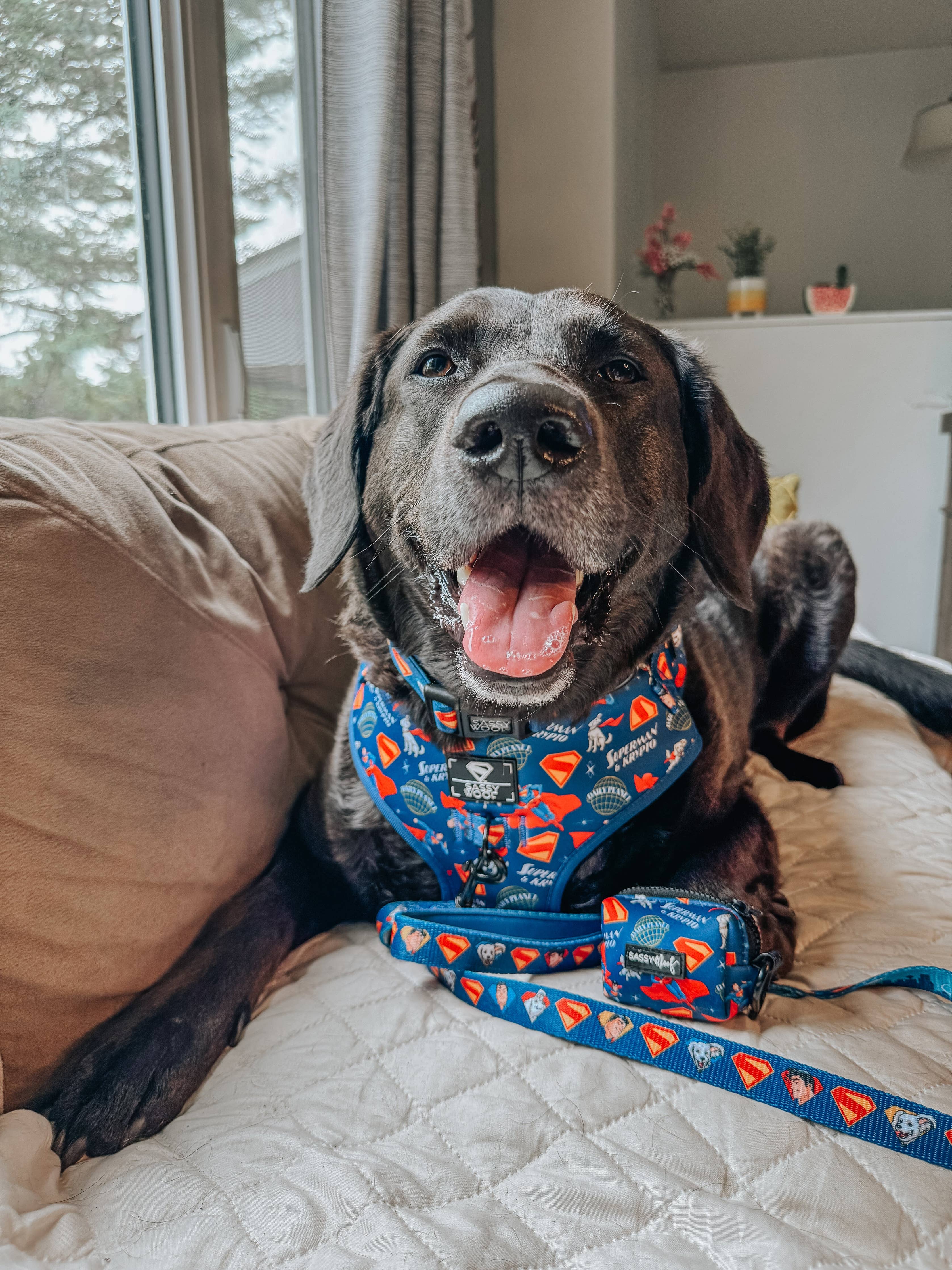 Dog Adjustable Harness - Superman™ & Krypto™
