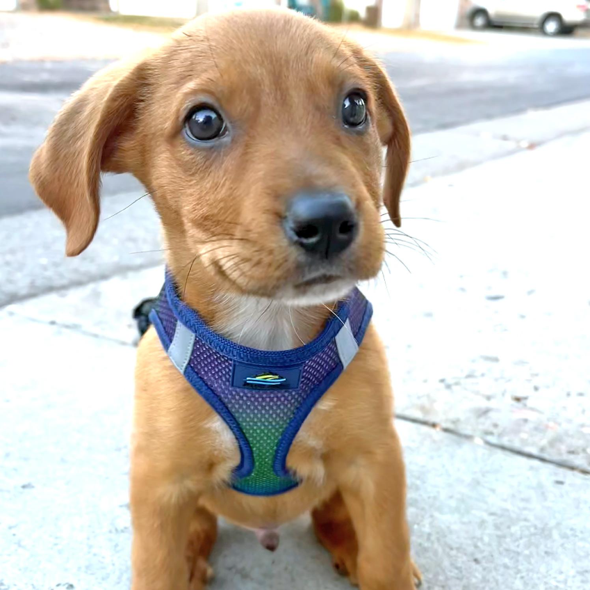 American River Solid Dog Harness