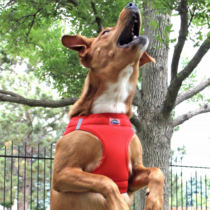American River Solid Dog Harness