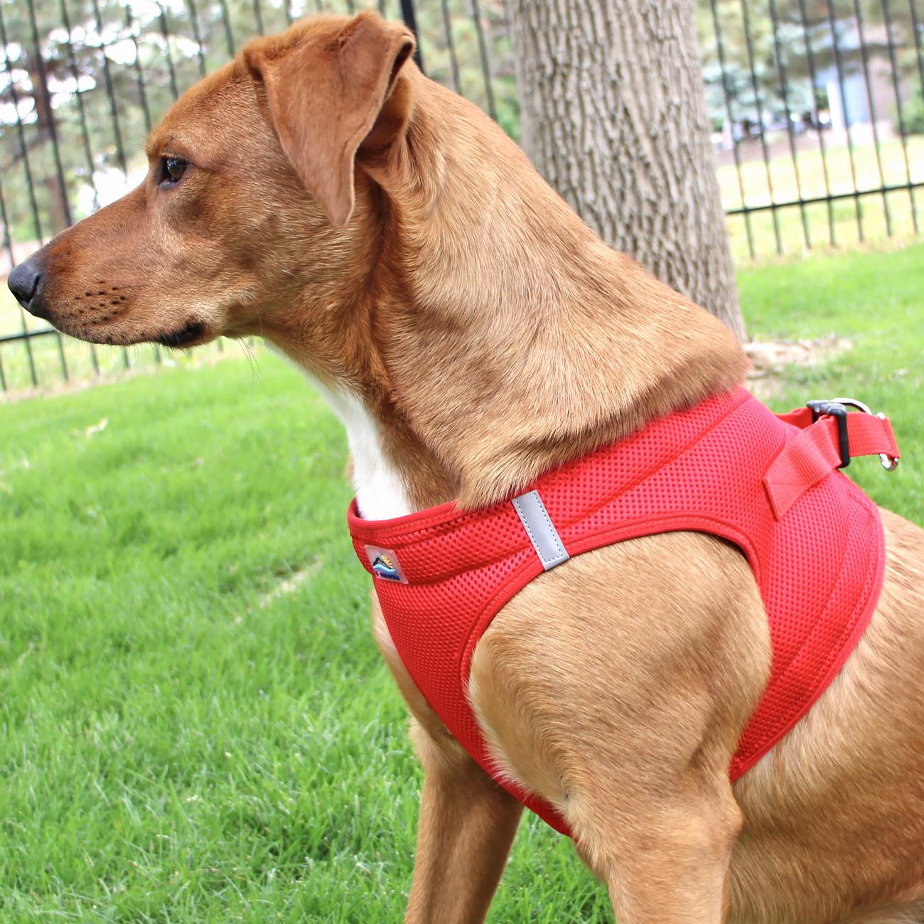 American River Solid Dog Harness
