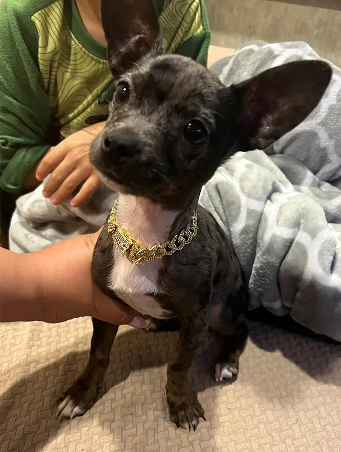 Cuban Link Chain