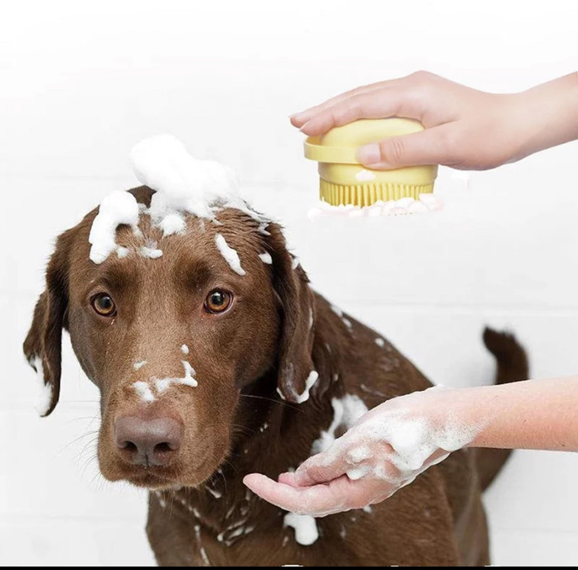 Bath Brush