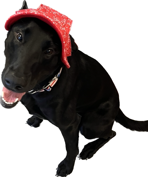 Baseball Cap with Bows Design