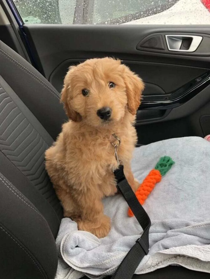 Safety Seat Belt for Dogs
