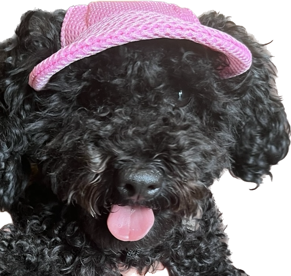 Mesh Baseball Cap