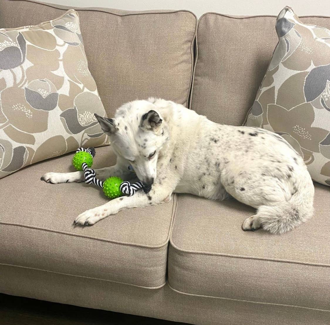Durable Rope and Chew Dog Toy