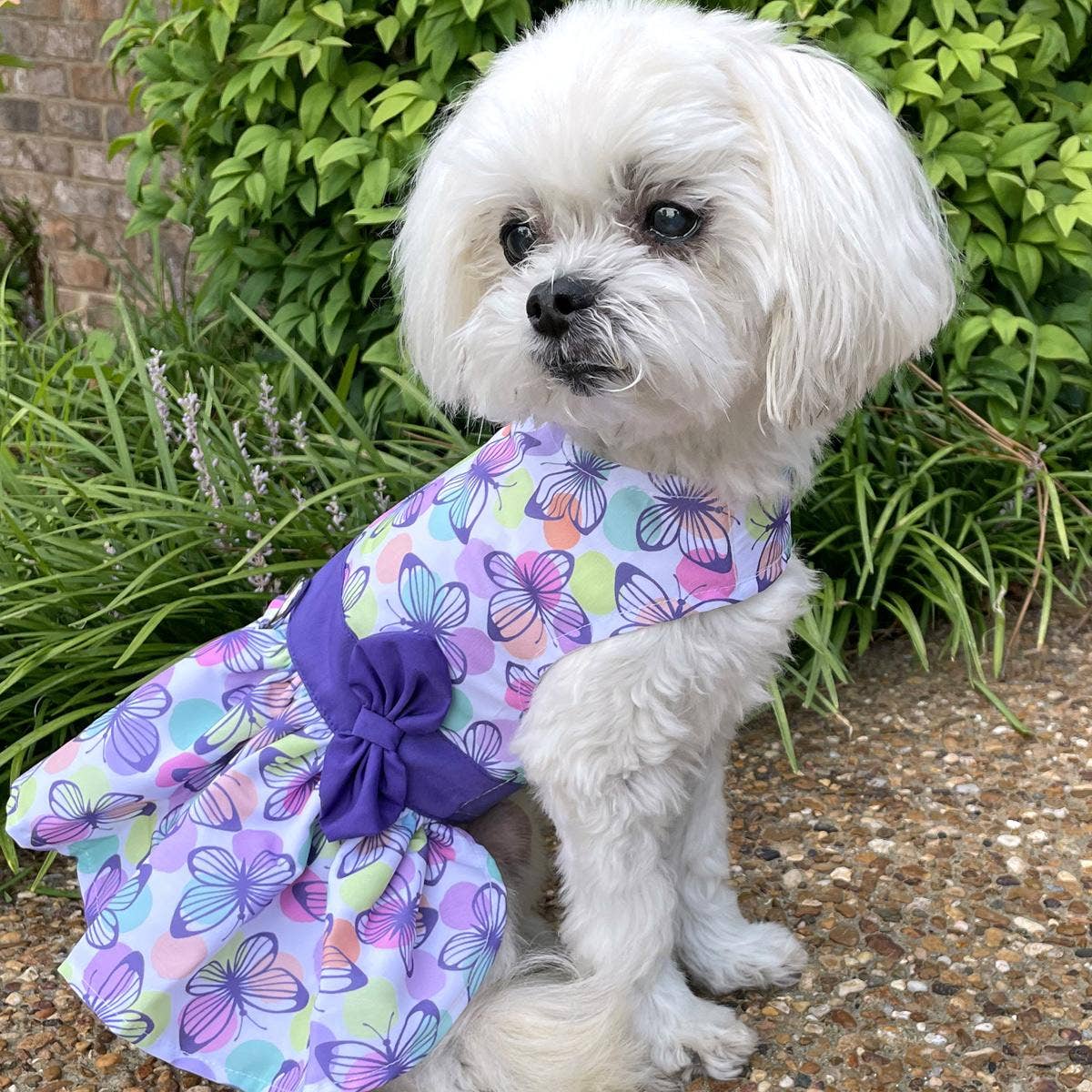 Purple Butterfly Dog Dress w/Matching Leash (Harness)