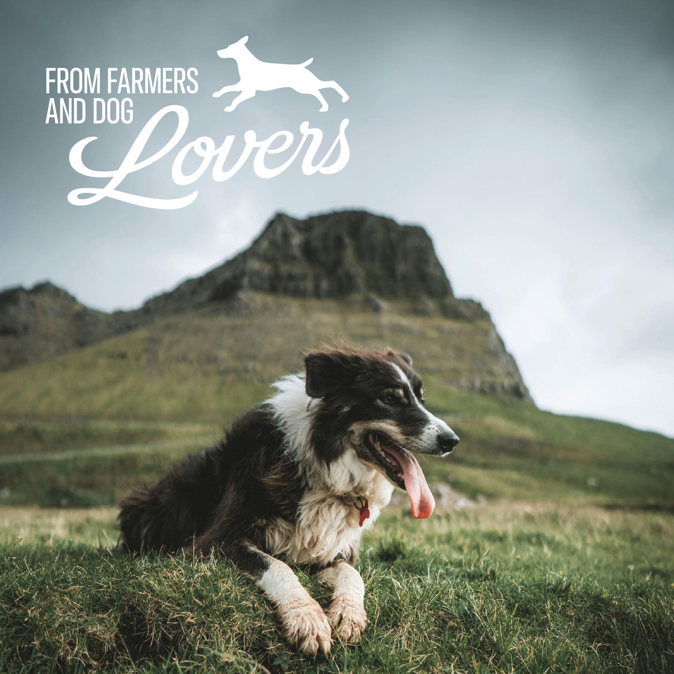 All-Natural Premium Lamb Ear Dog Chews (3.5oz Bag)