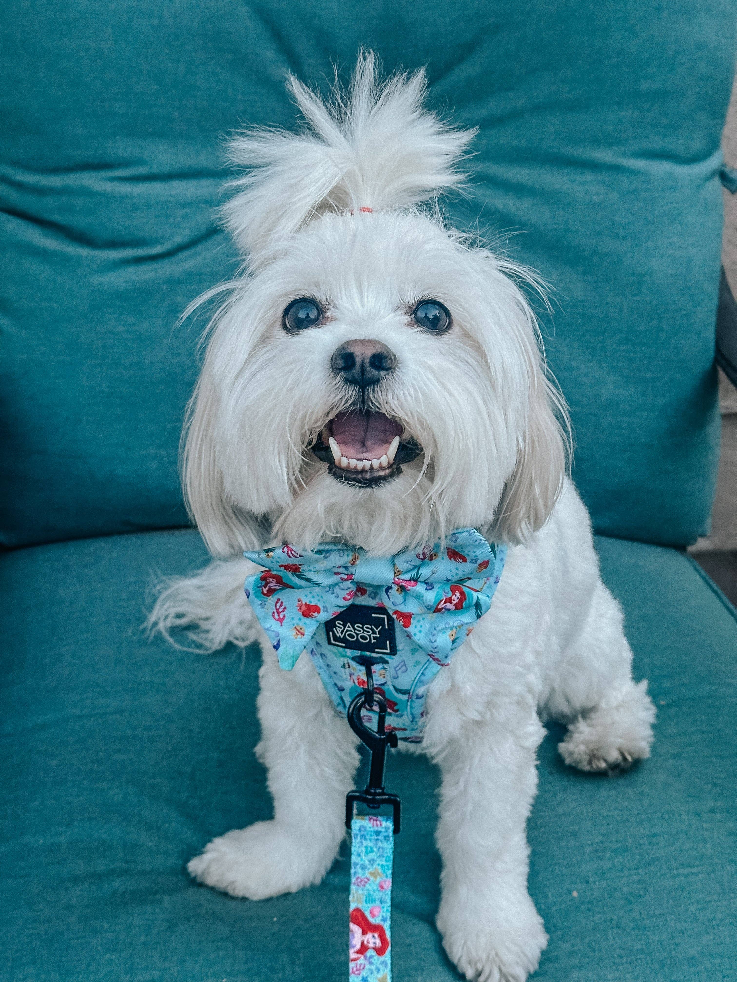 Dog Adjustable Harness - Disney's Ariel