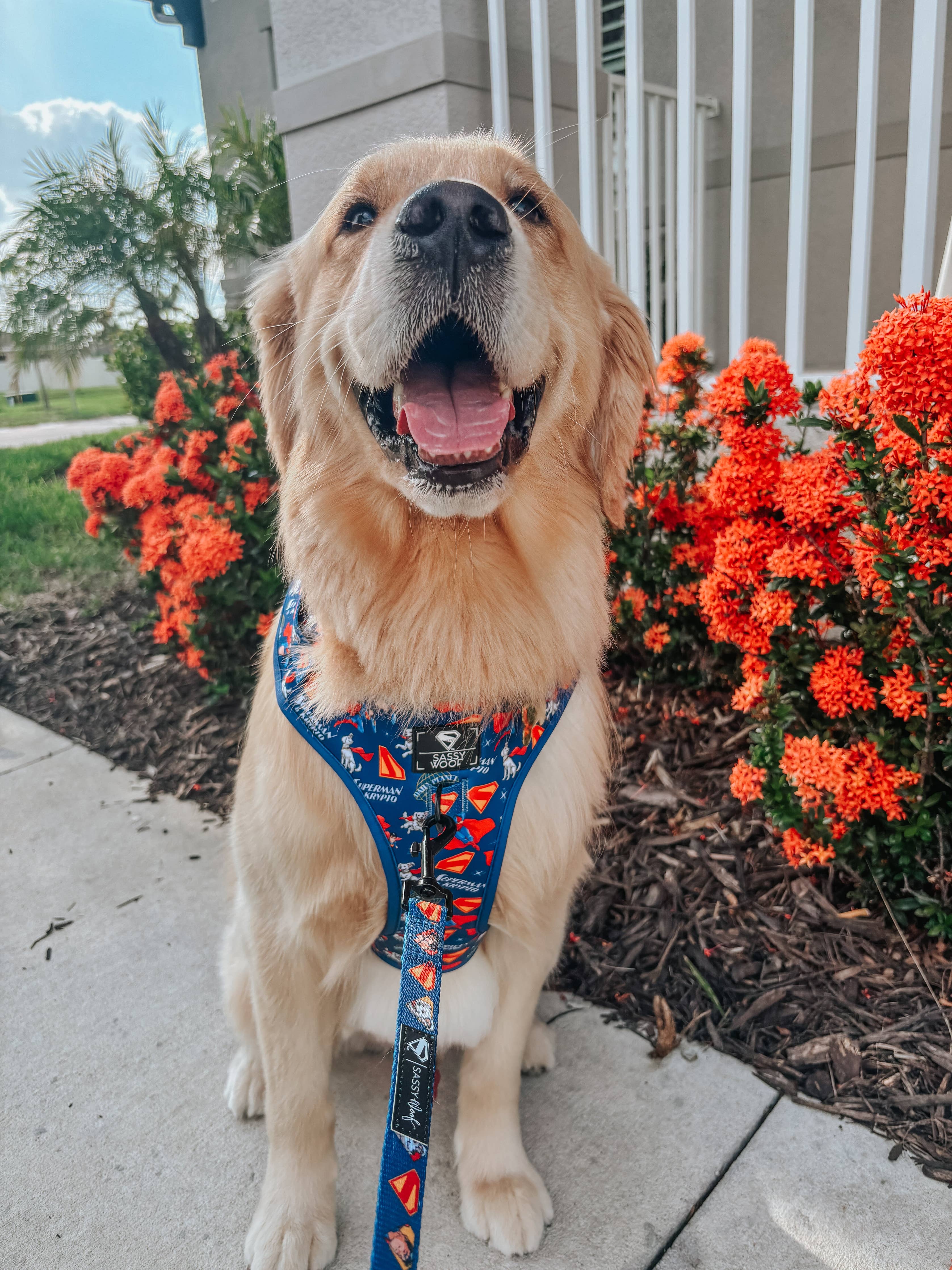 Dog Adjustable Harness - Superman™ & Krypto™