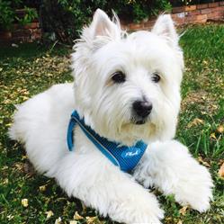 Lapis Blue Plush Step In Vest Air-Mesh Harness