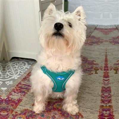Turquoise Plush Step In Vest Air-Mesh Harness